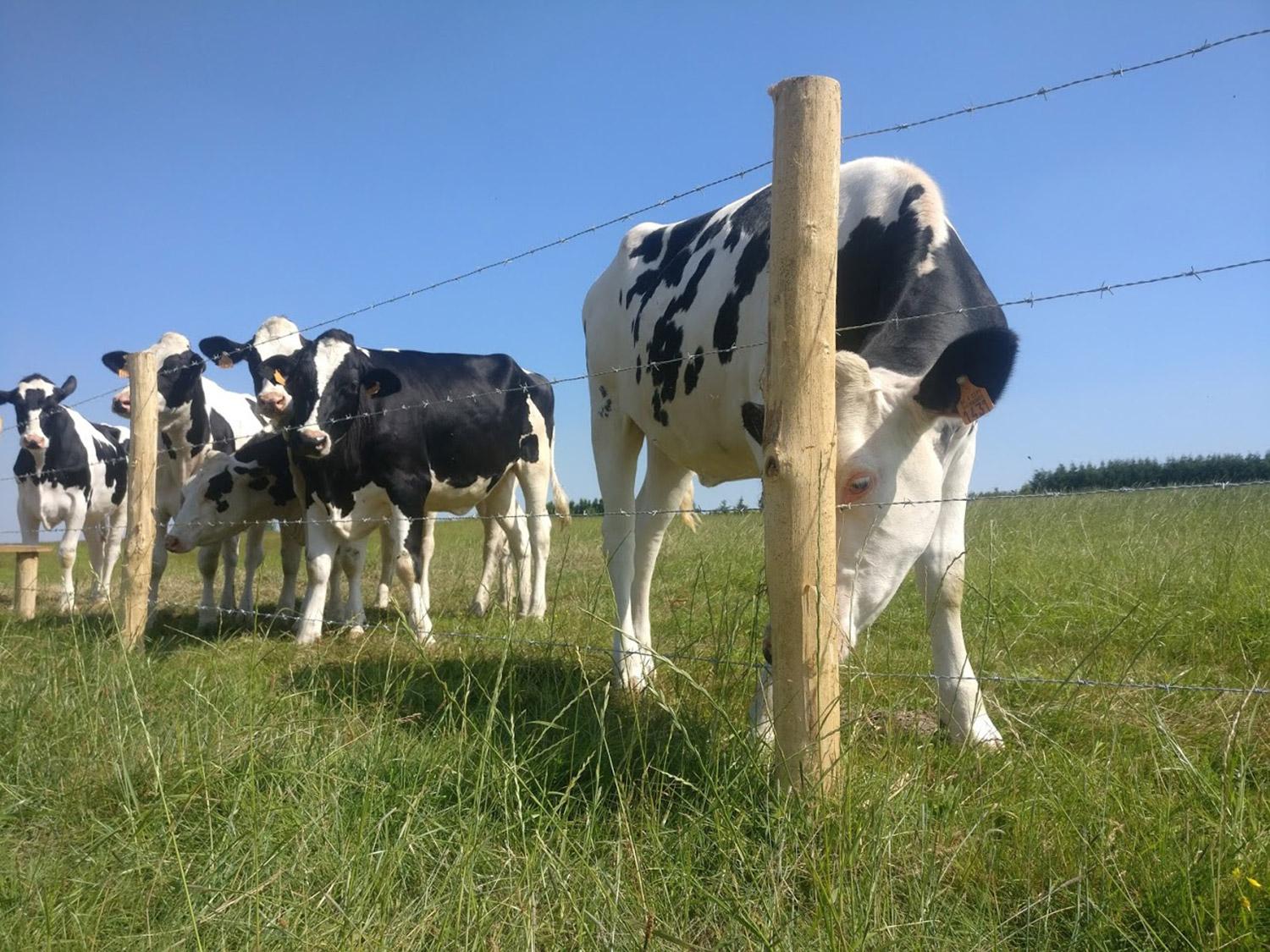 Prikkeldraadomheining is erg geschikt om te gebruiken in landbouw- en natuurgebieden