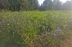 veldbloemen
