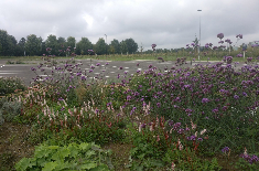 grote plantvakken met grote variatie aan bloeiende vaste planten