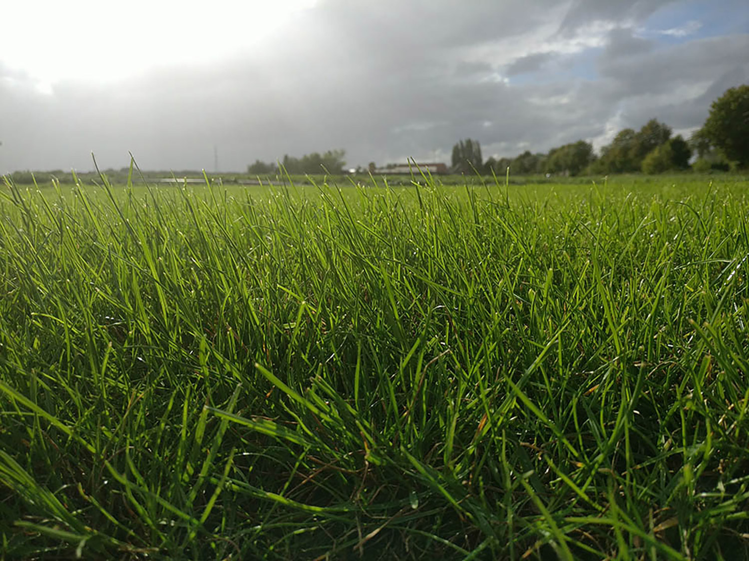 gazon-zaaien-gras-zaaien-leggen-graszoden-grasrollen-rolgazon-grasmatten-leggen-plaatsen