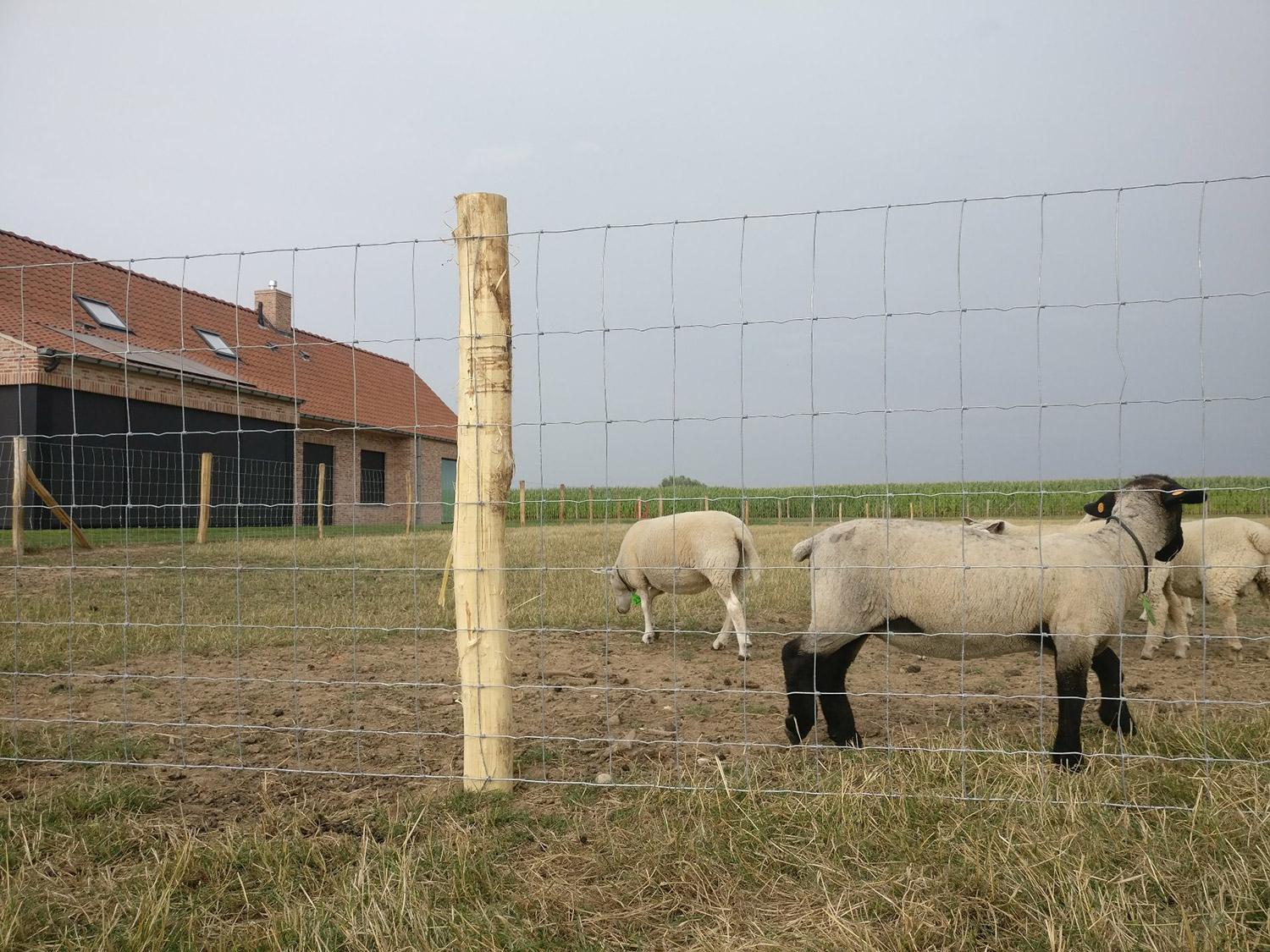 Weideomheining met schapendraad en acacia palen