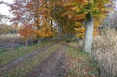 spectaculaire herfstkleuren