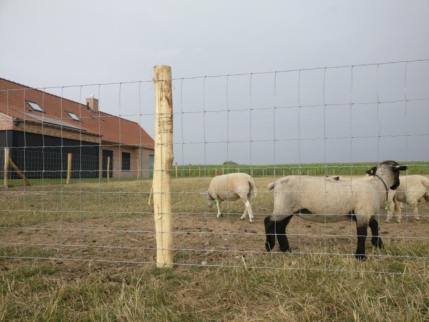 Schrijf op Mand Savant Landelijke omheiningen en afsluitingen | Segers Groenaanneming